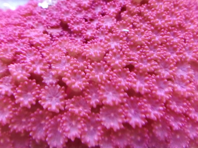 Goniopora