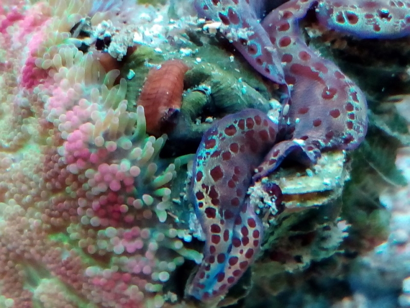 Tridacna e carpete
