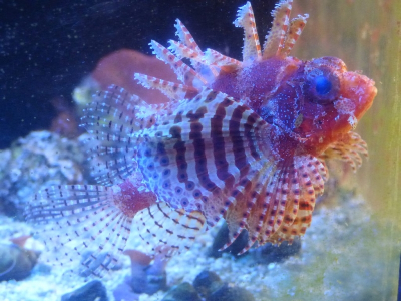 Dendrochirus brachypterus