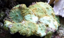 Rhodactis inchoata