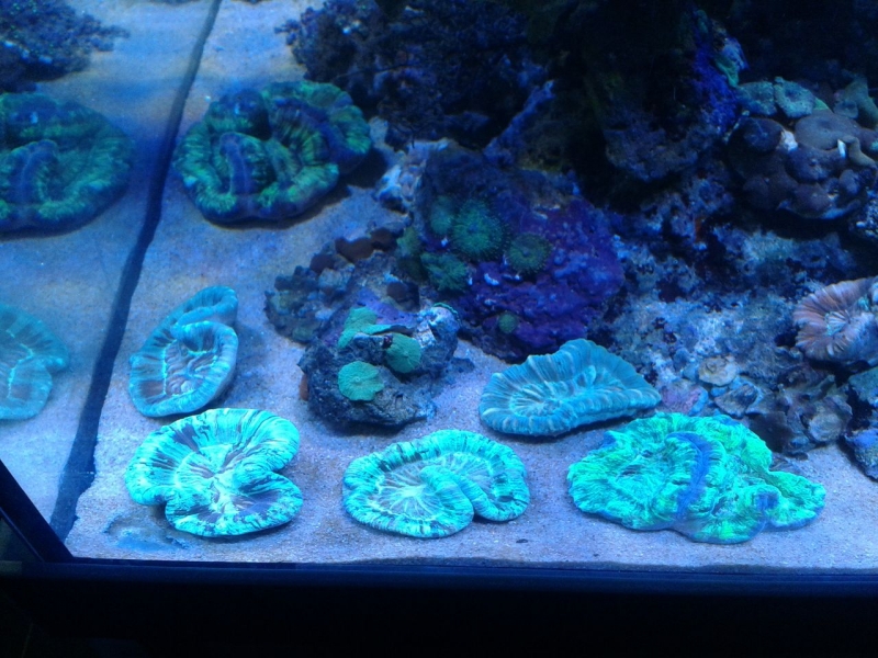 aquaart9
