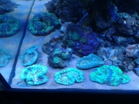 aquaart9