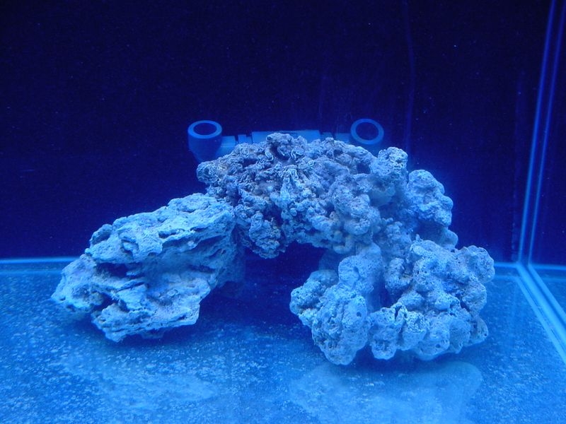circulacao cogumelo3