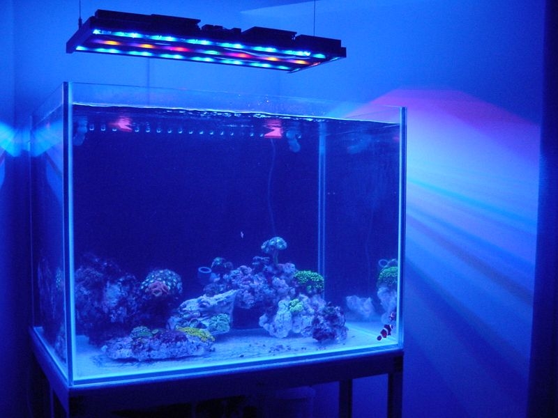 aquapippo06042014 1
