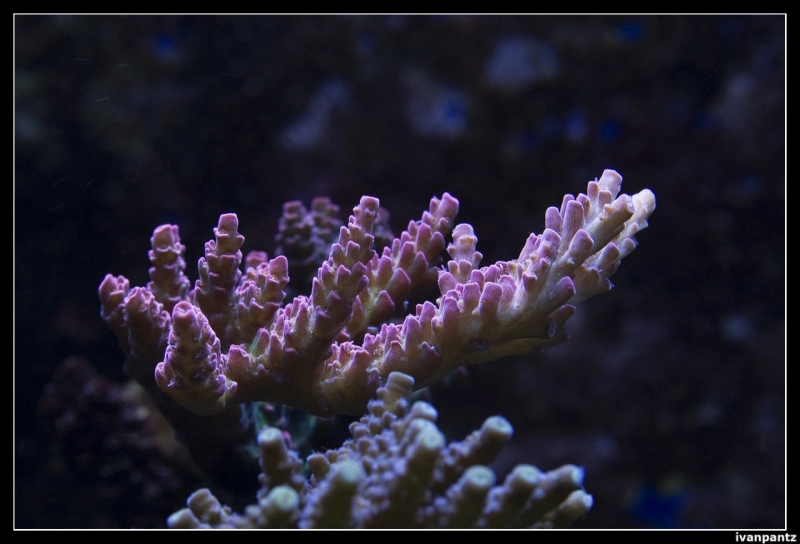 CS 2012 10 12 Coral 17[1]