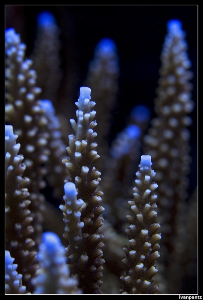 CS 2012 10 12 Coral 22[1]