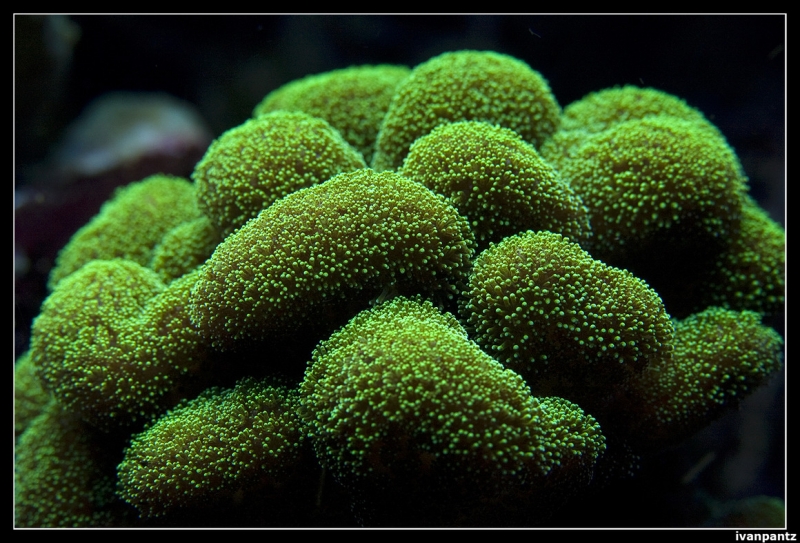 CS 2012 10 12 Coral 24[1]