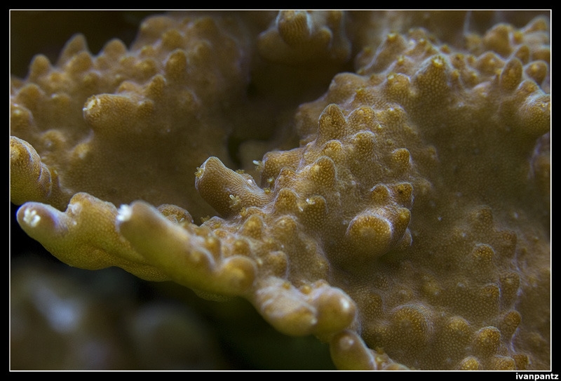 CS 2012 10 12 Coral 11 800[1]