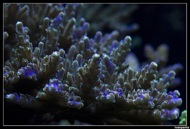 CS 2012 10 12 Coral 18 800[1]