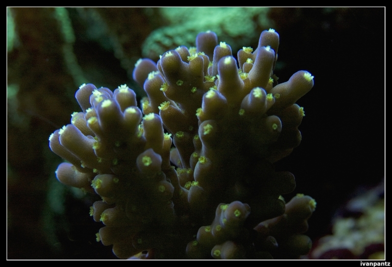 CS 2012 10 12 Coral 23[1]