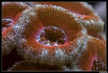 CS 2012 10 12 Coral 02[1]