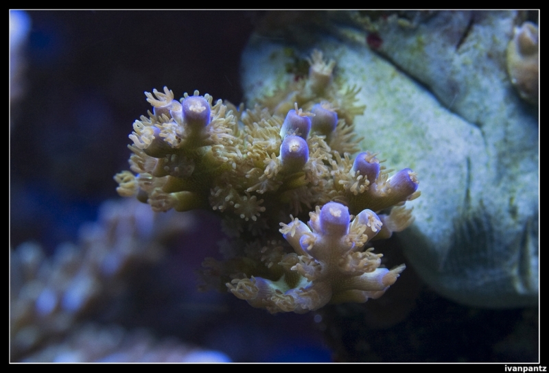 CS 2012 10 12 Coral 27[1]