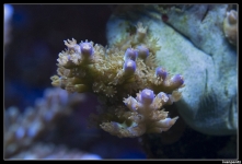 CS 2012 10 12 Coral 27[1]