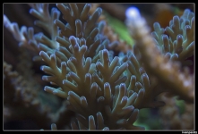 CS 2012 10 12 Coral 31[1]