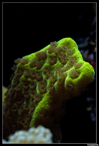 CS 2012 10 12 Coral 41[1]