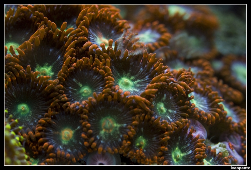 CS 2012 10 12 Coral 03[1]