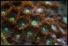 CS 2012 10 12 Coral 03[1]