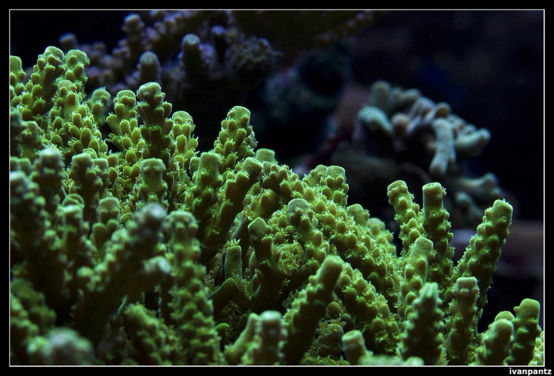 CS 2012 10 12 Coral 16[1]