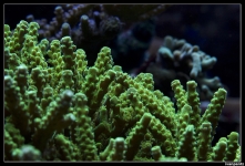 CS 2012 10 12 Coral 16[1]