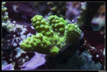 CS 2012 10 12 Coral 28[1]