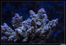 CS 2012 10 12 Coral 34[1]