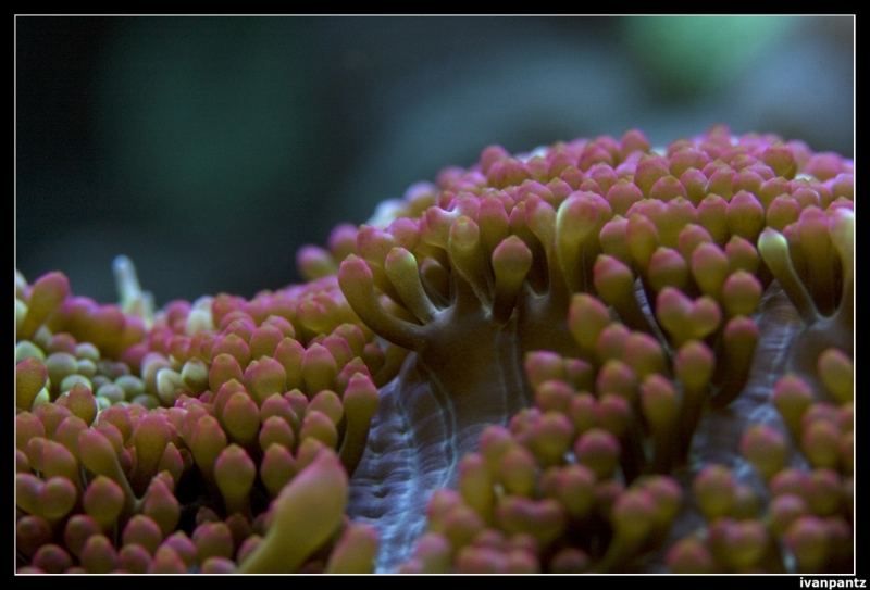 CS 2012 10 12 Coral 42[1]