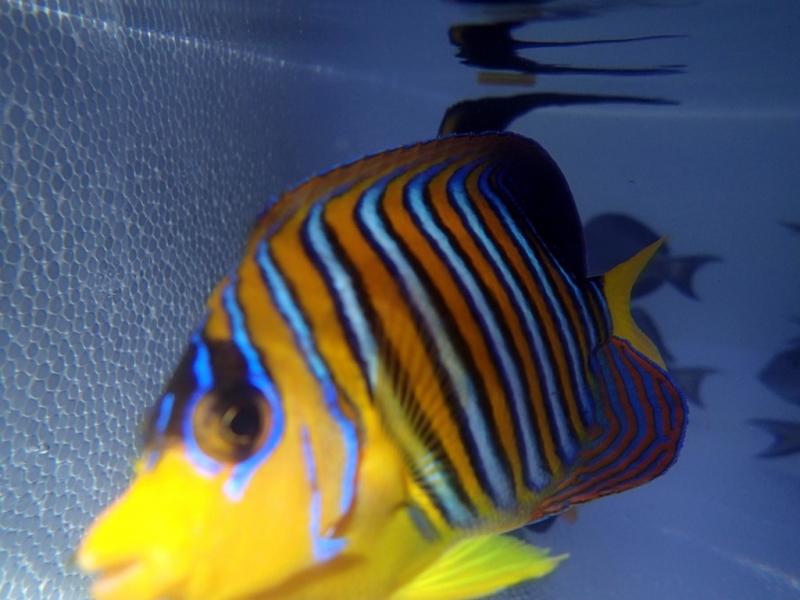 Pygoplites diacanthus 98€