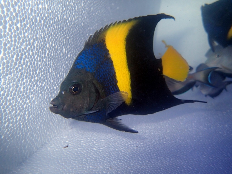 Pomacanthus asfur 98€