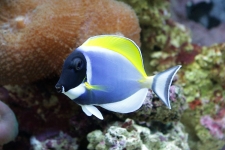 Acanthurus Leucosternon