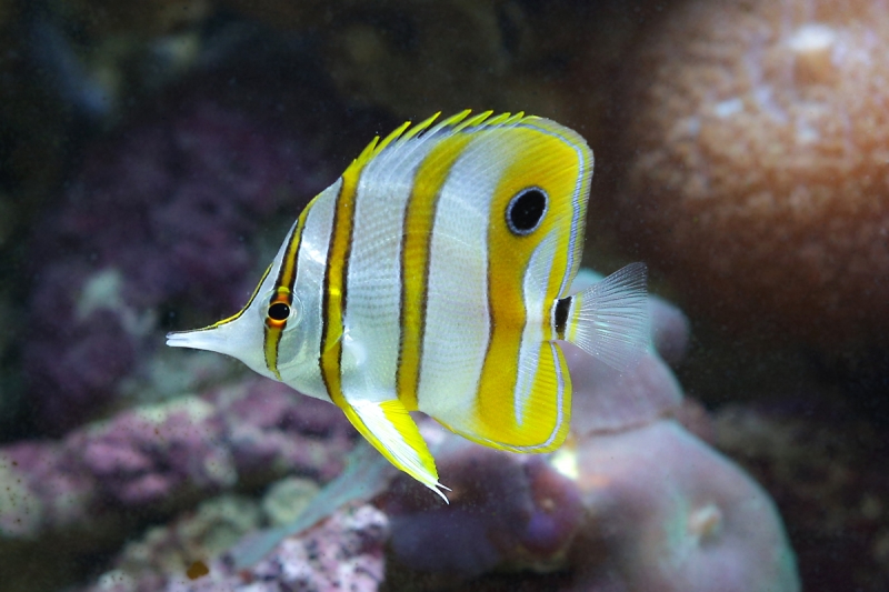 Chelmon Rostratus