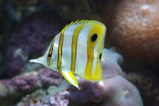 Chelmon Rostratus