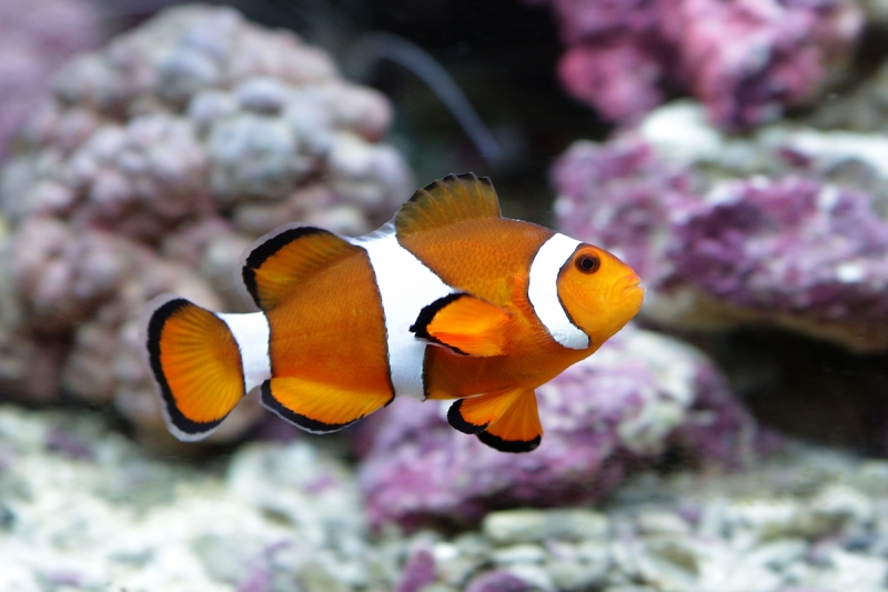 Amphiprion