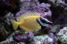 Ciganus Vulpinus