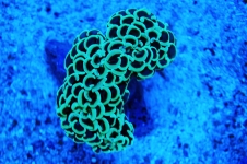 coral02