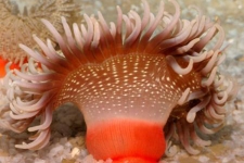 Red base anemone