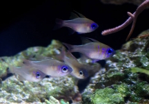 blue eye cardinalfish