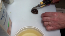 cortar anemona  (3)